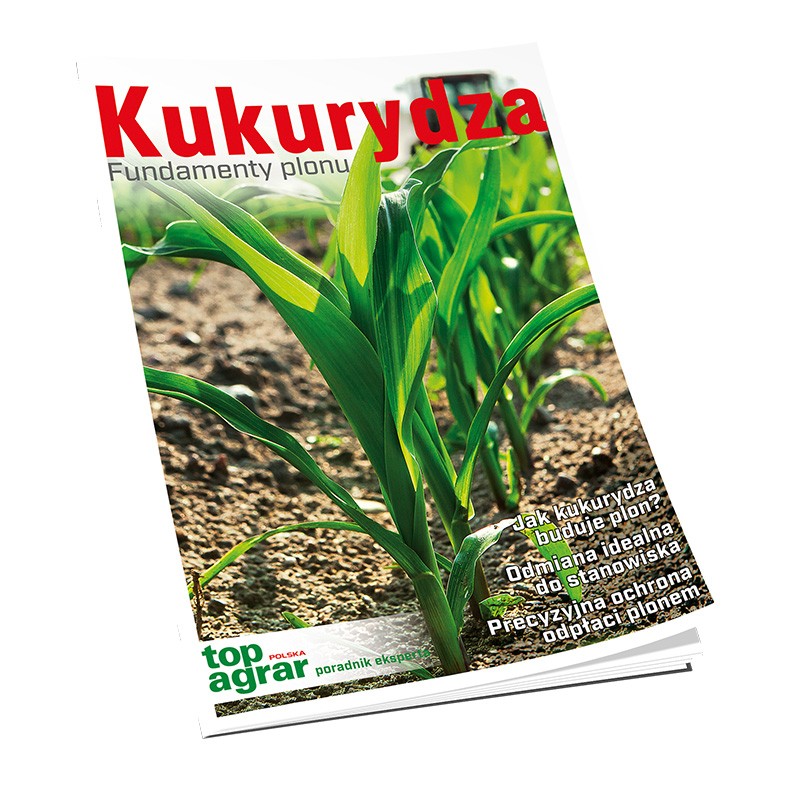Kukurydza. Fundamenty plonu