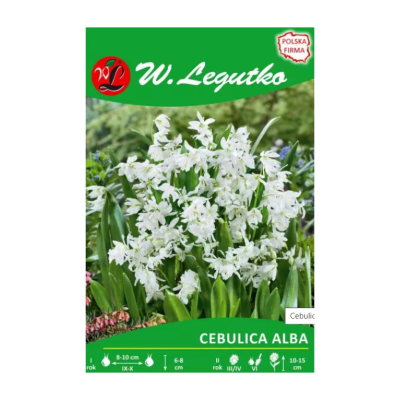 Cebulica syberyjska Alba 6...