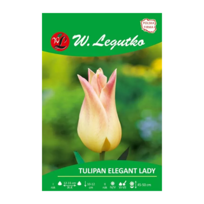 Tulipan Elegant Lady...