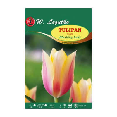 Tulipan - Blushing Lady...