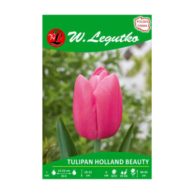 Tulipan Holland Beauty...