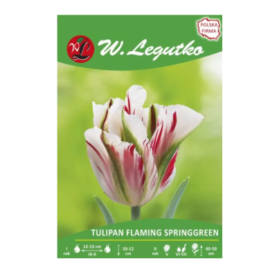 Tulipan Flaming Springgreen...
