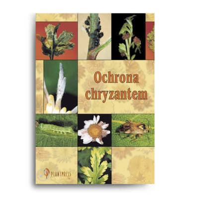 Ochrona chryzantem